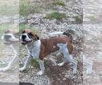 Small #1 Mutt
