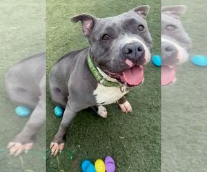 American Pit Bull Terrier Dogs for adoption in GILBERTS, IL, USA
