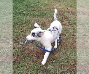 Border Collie Puppy for sale in WEST LIBERTY, KY, USA