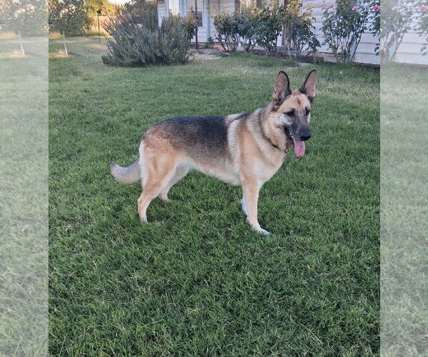 Medium Photo #1 German Shepherd Dog Puppy For Sale in Modesto, CA, USA