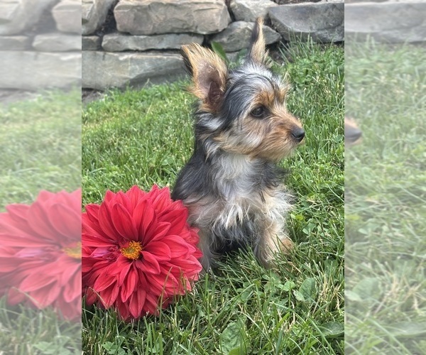 Medium Photo #8 Yorkshire Terrier Puppy For Sale in ROCK STREAM, NY, USA