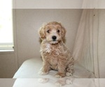 Small Poodle (Toy)