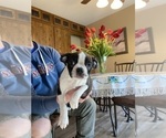 Small Photo #2 Boston Terrier Puppy For Sale in FREDONIA, KS, USA