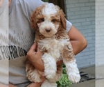 Small #3 Bernedoodle (Miniature)
