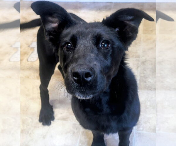 Medium Photo #2 Labrador Retriever-Retriever  Mix Puppy For Sale in Raleigh, NC, USA