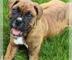 Small #5 Boxer