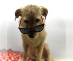 Small Photo #3 ShiChi Puppy For Sale in Arcadia, FL, USA