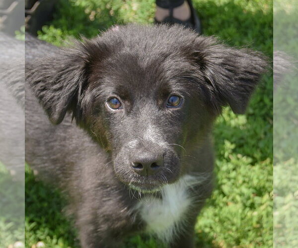 Medium Photo #5 Border Collie-Unknown Mix Puppy For Sale in Huntley, IL, USA
