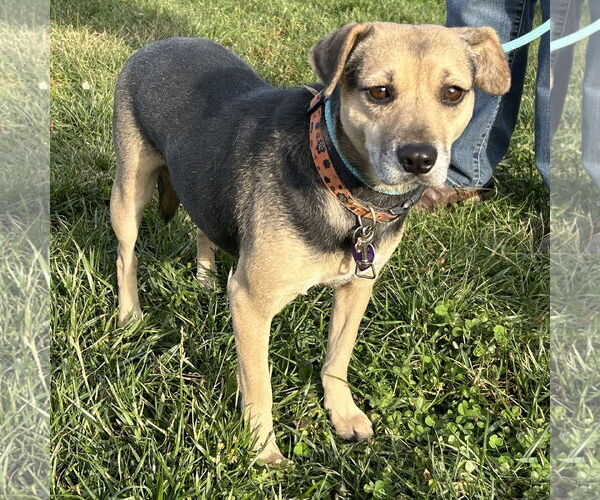 Medium Photo #2  Puppy For Sale in , 