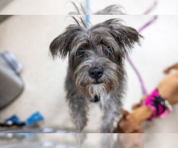 Medium Photo #8 Mutt Puppy For Sale in Mundelein, IL, USA