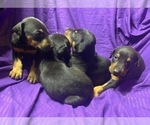 Small Photo #10 Doberman Pinscher Puppy For Sale in MILL SPRING, NC, USA