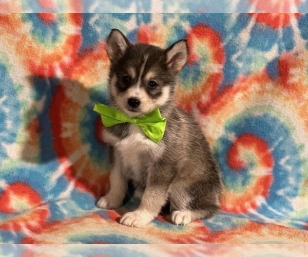 Medium Photo #4 Pomsky Puppy For Sale in LANCASTER, PA, USA