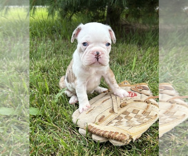 Medium Photo #1 French Bulldog Puppy For Sale in MIDDLEBURY, IN, USA