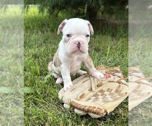 French Bulldog Puppy for sale in MIDDLEBURY, IN, USA