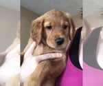 Small Photo #6 Golden Retriever Puppy For Sale in NEWCASTLE, WY, USA