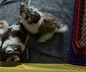 Shih Tzu Puppy for sale in PORT SAINT LUCIE, FL, USA