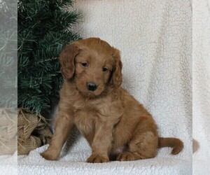 Goldendoodle (Miniature) Puppy for sale in GAP, PA, USA