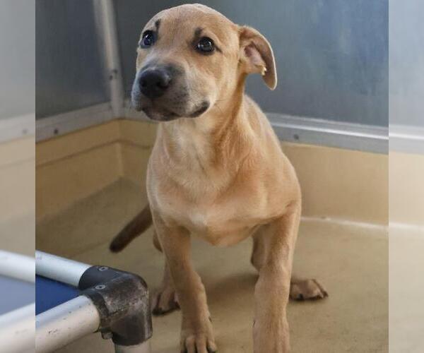 Medium Photo #1 Catahoula Leopard Dog-Unknown Mix Puppy For Sale in San Antonio, TX, USA