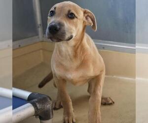 Catahoula Leopard Dog-Unknown Mix Dogs for adoption in San Antonio, TX, USA