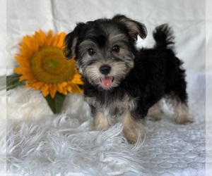 Morkie Puppy for sale in ROCK STREAM, NY, USA