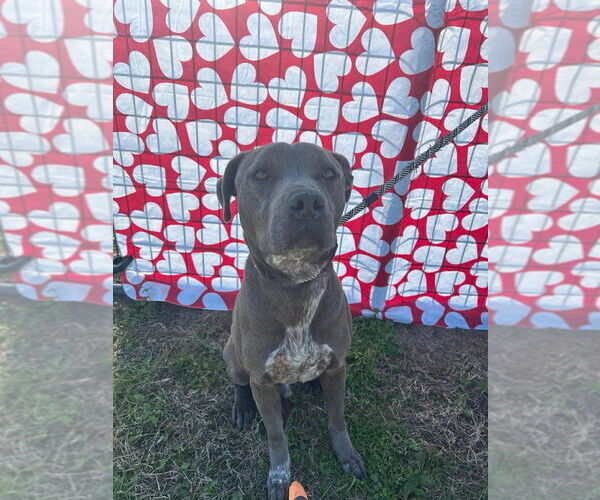 Medium Photo #2 Mutt Puppy For Sale in Abbeville, LA, USA