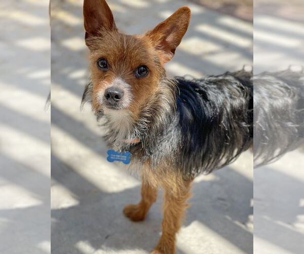 Medium Photo #2 Mutt Puppy For Sale in Corona, CA, USA