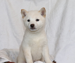Shiba Inu Puppy for sale in SHILOH, OH, USA