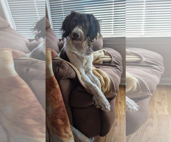 Medium Photo #7 Brittany Puppy For Sale in Curwensville, PA, USA