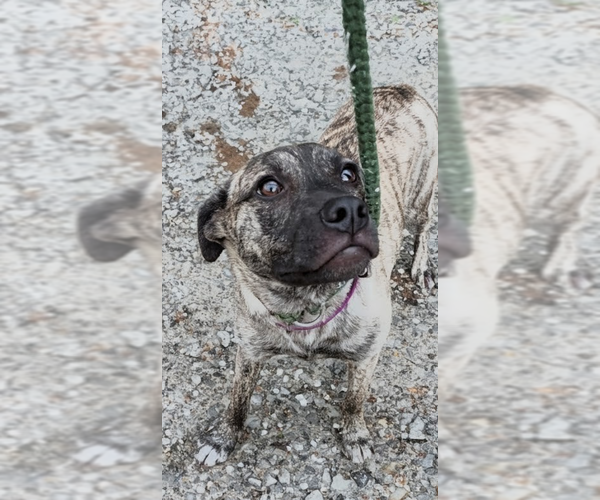 Medium Photo #4 Mountain Cur-Unknown Mix Puppy For Sale in Boston, MA, USA