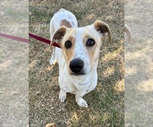 Dachshund-Unknown Mix Dogs for adoption in Riverside, CA, USA