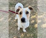 CARAMEL - Male Dachshund-Unknown Mix Dog for Adoption - Small photo