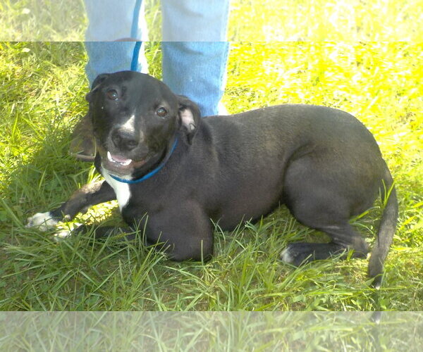 Medium Photo #5 American Pit Bull Terrier-Unknown Mix Puppy For Sale in Wetumpka, AL, USA