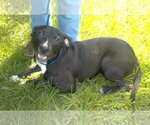 Small #4 American Pit Bull Terrier Mix