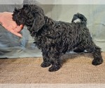 Small #9 Schnauzer (Miniature)