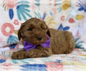 Goldendoodle (Miniature) Puppy for sale in LANCASTER, PA, USA
