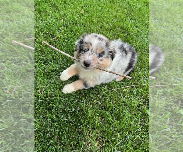 Medium Photo #1 Miniature Australian Shepherd Puppy For Sale in WENTZVILLE, MO, USA