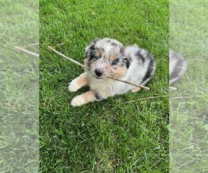 Miniature Australian Shepherd Puppy for sale in WENTZVILLE, MO, USA
