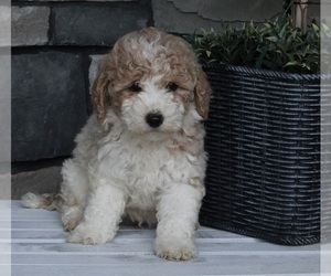 Poodle (Miniature) Puppy for sale in FREDERICKSBURG, OH, USA