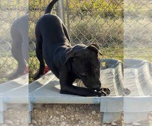 Labrador Retriever-Unknown Mix Dogs for adoption in Evansville, IN, USA