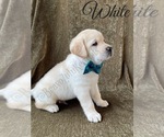 Small Photo #39 Labrador Retriever Puppy For Sale in MURRIETA, CA, USA