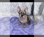 Small #4 French Bulldog