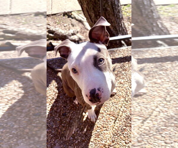 Medium Photo #5 American Pit Bull Terrier-Unknown Mix Puppy For Sale in Oakhurst, NJ, USA