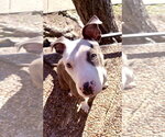 Small #4 American Pit Bull Terrier Mix