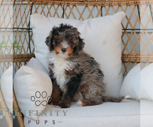 Bernedoodle (Miniature) Puppy for sale in NARVON, PA, USA