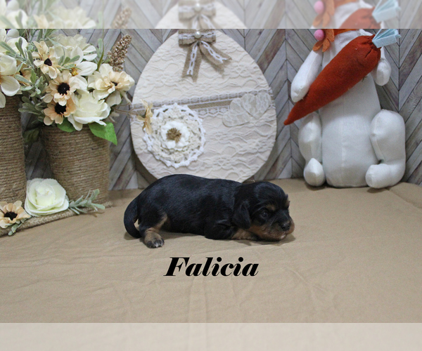 Medium Photo #6 Cavalier King Charles Spaniel Puppy For Sale in CHANUTE, KS, USA