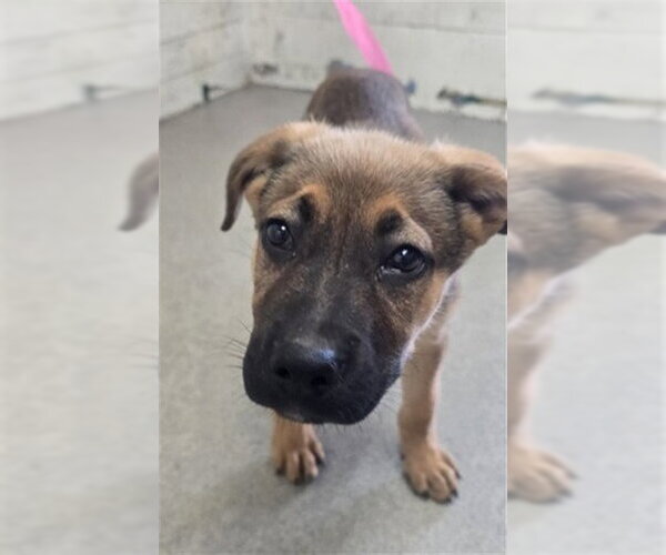 Medium Photo #1 German Shepherd Dog Puppy For Sale in San Bernardino, CA, USA
