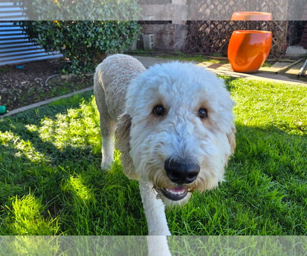 Medium Photo #2 Labrador Retriever-Unknown Mix Puppy For Sale in Clovis, CA, USA