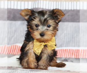 Yorkshire Terrier Dog for Adoption in DUNDEE, Ohio USA