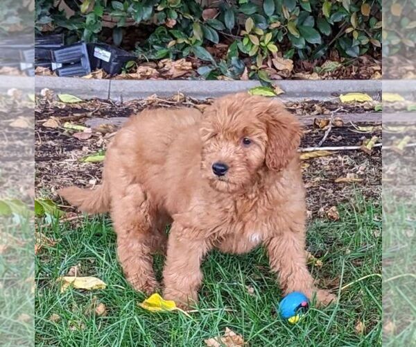 Medium Photo #2 Goldendoodle (Miniature) Puppy For Sale in PLACERVILLE, CA, USA