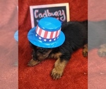 Small #6 Yorkshire Terrier